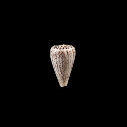 suratensis 1