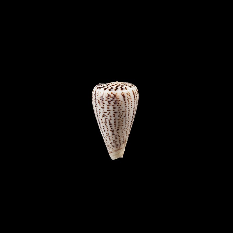 suratensis 1
