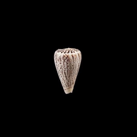suratensis 1