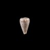 suratensis 1
