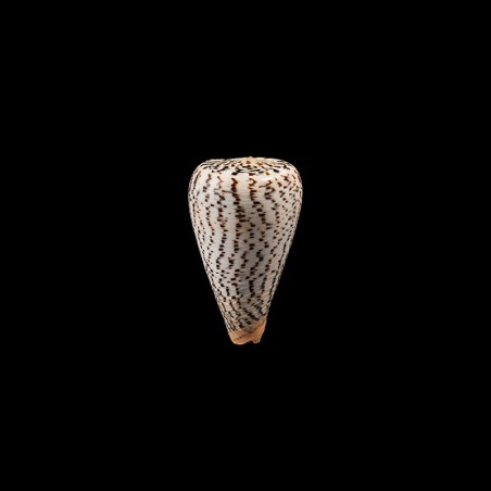 suratensis 2