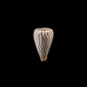 suratensis 2