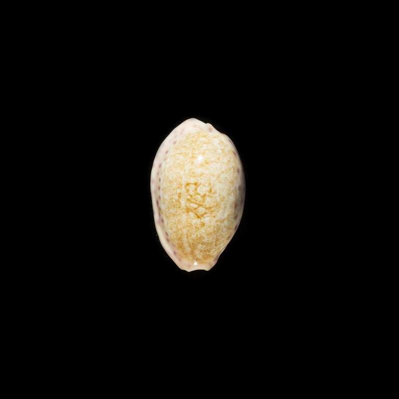 Chinensis Variolaria 1