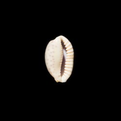 Chinensis Variolaria 1