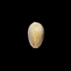 Chinensis Variolaria 2