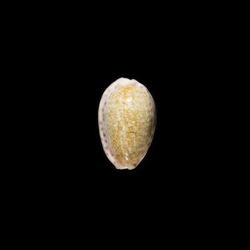Chinensis Variolaria 2