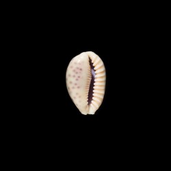 Chinensis Variolaria 2