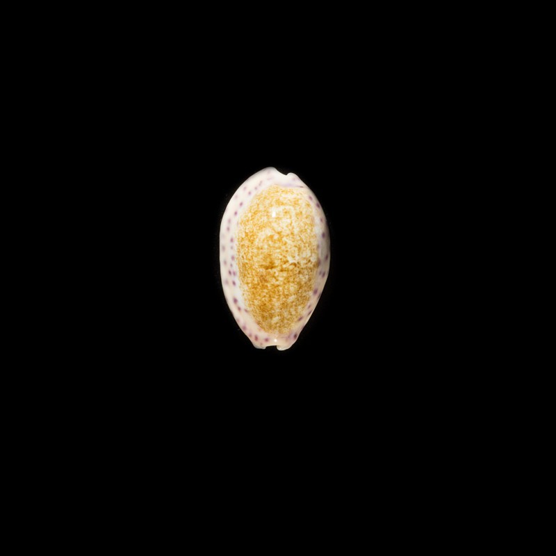 Chinensis Violacea 1