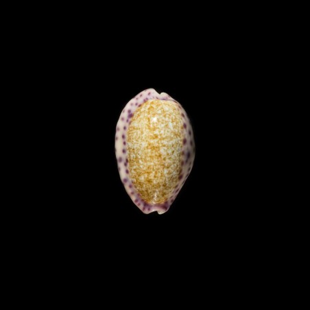 Chinensis Violacea 2
