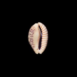 Chinensis Violacea 2