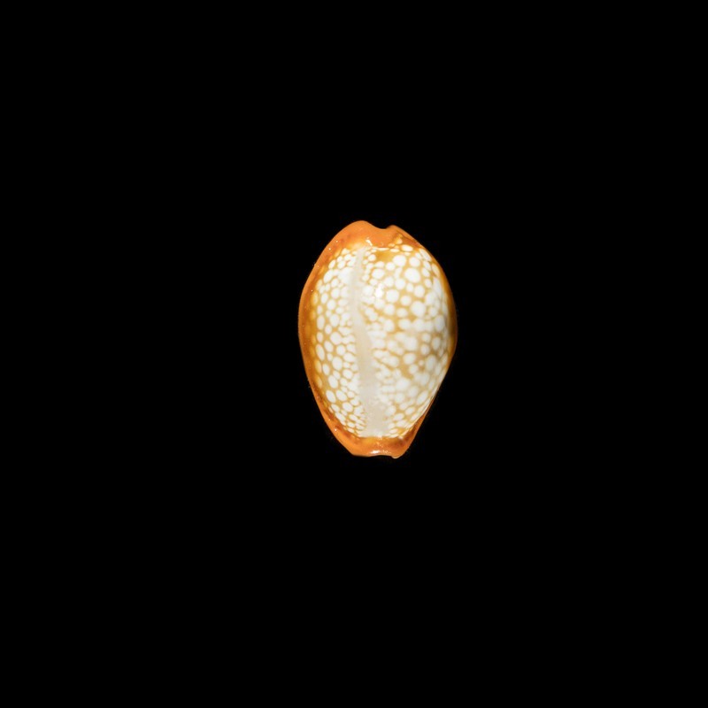 Citrina Dauphinensis 2