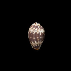 diluculum 1