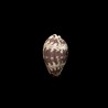 diluculum 1