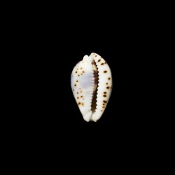 diluculum 1