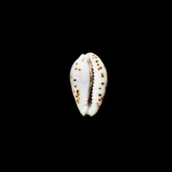 diluculum 2