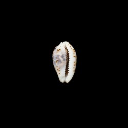 diluculum 3