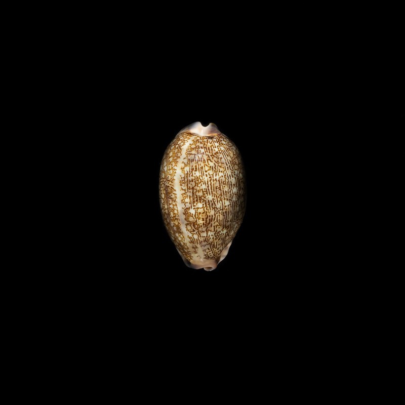 eglantina 1