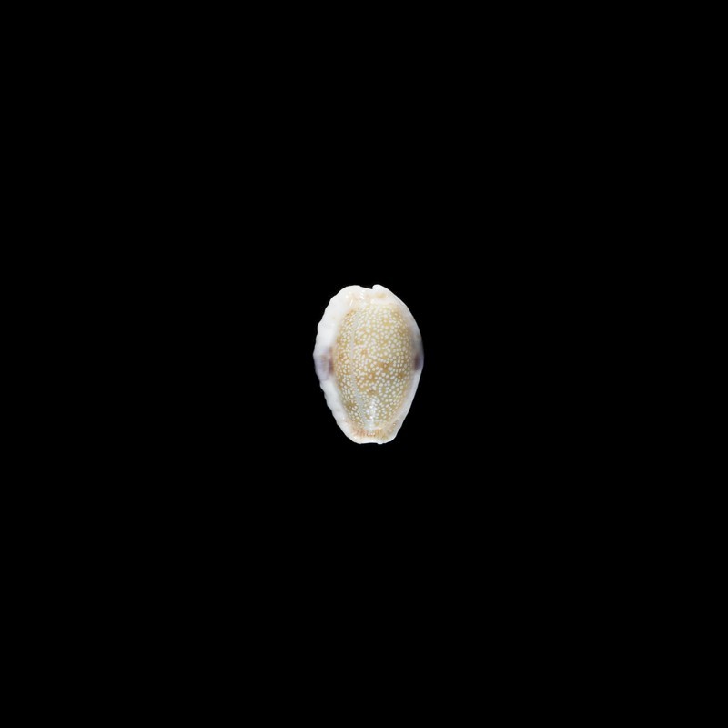 Erosa 1