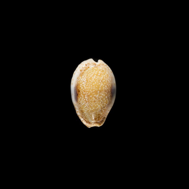 Erosa Fuscocincta 1