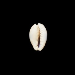 Erosa Fuscocincta 1