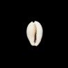 Erosa Fuscocincta 1