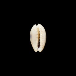 Erosa similis 2