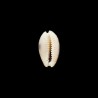 Erosa similis 2