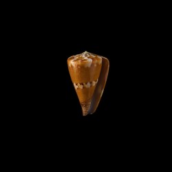 Capitaneus 4