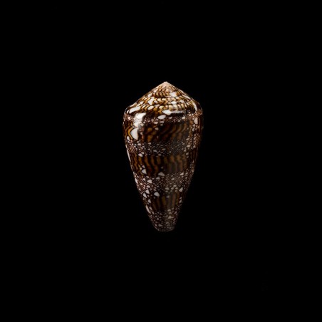 dalli 1
