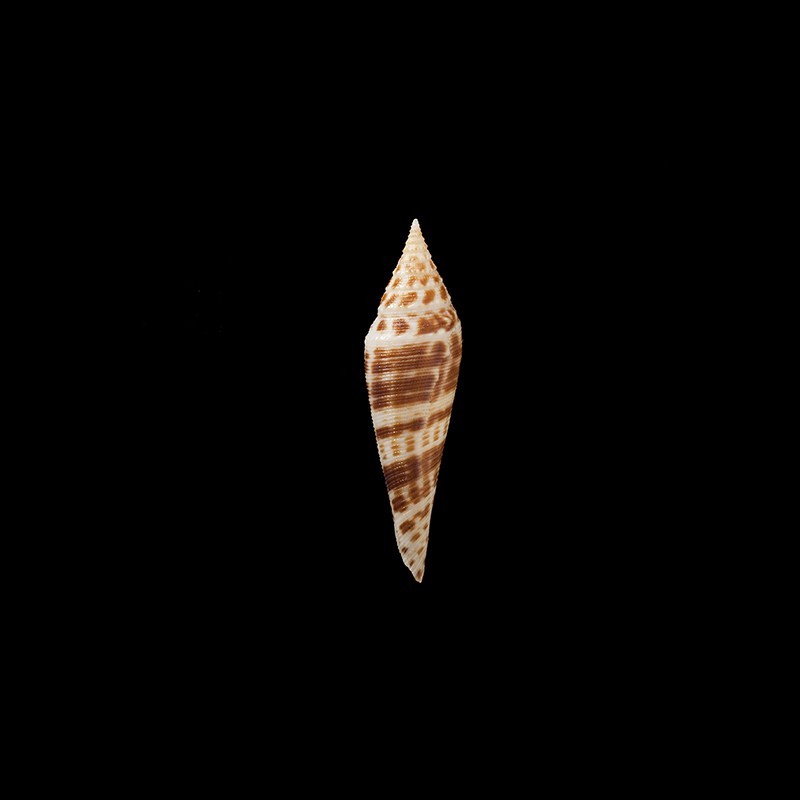 edpetuchi 1
