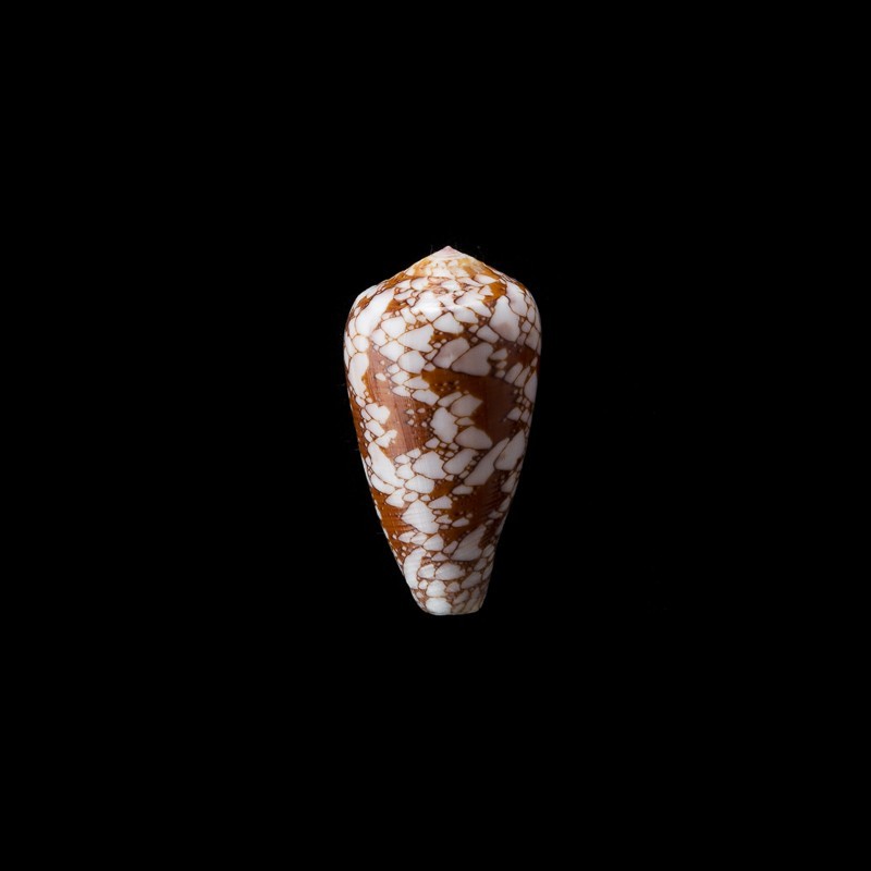 Corbieri 2