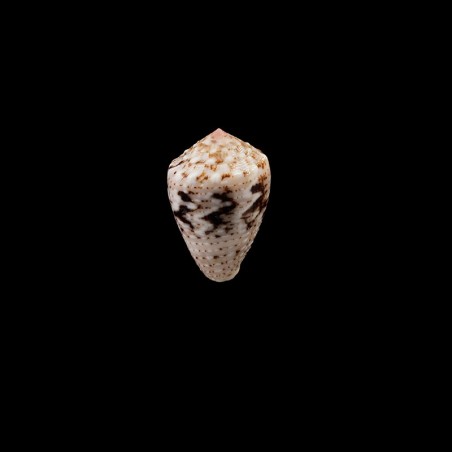 Coronatus 1