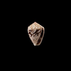 Coronatus 1