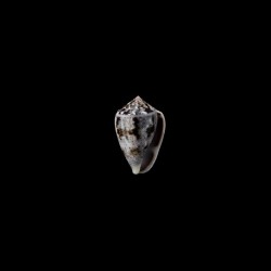 Coronatus 2