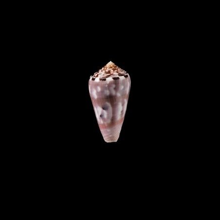 gauguini 1