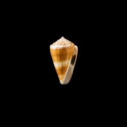 lischkeanus 1