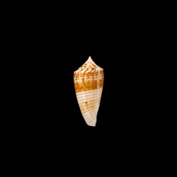 mucronatus 1