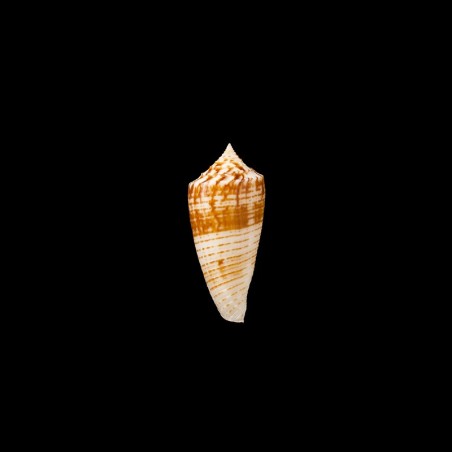 mucronatus 1