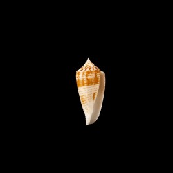 mucronatus 1