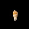 mucronatus 1