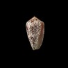rosiae mimeticus 1
