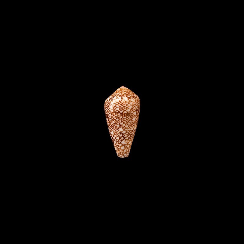 rubropennatus 2
