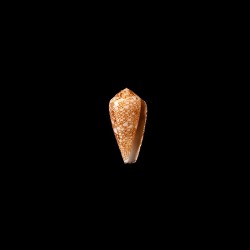 rubropennatus 2