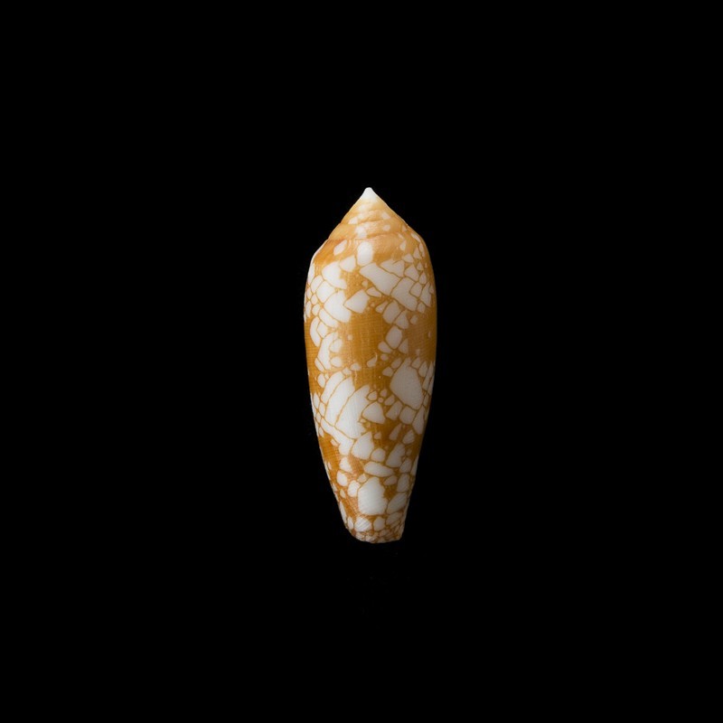 gracianus golden 1