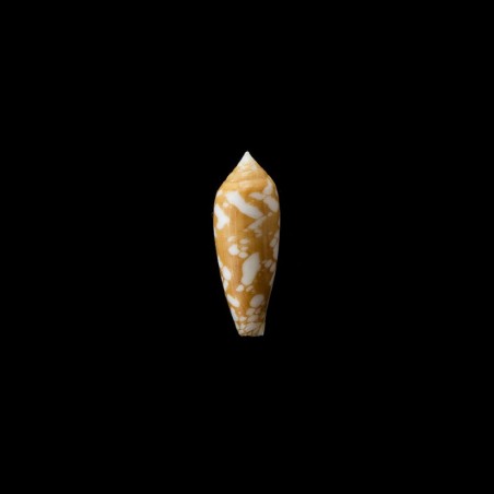 auricomus golden 1