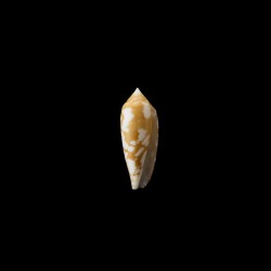 auricomus golden 1