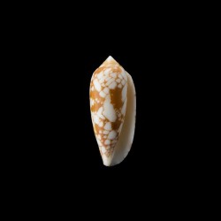 aulicus michelcharlesi 1