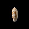 aulicus michelcharlesi 1