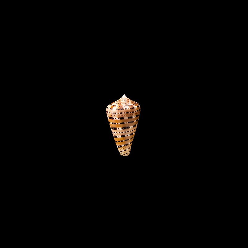 genuanus 1