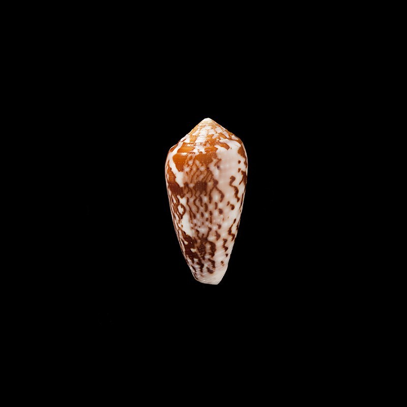 Floccatus 1